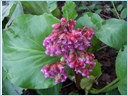 [bergenia.jpg]