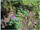 [orliki niskie..jpg]