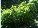 [rosa rugosa zy..jpg]