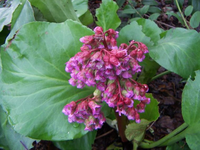 [bergenia.jpg]